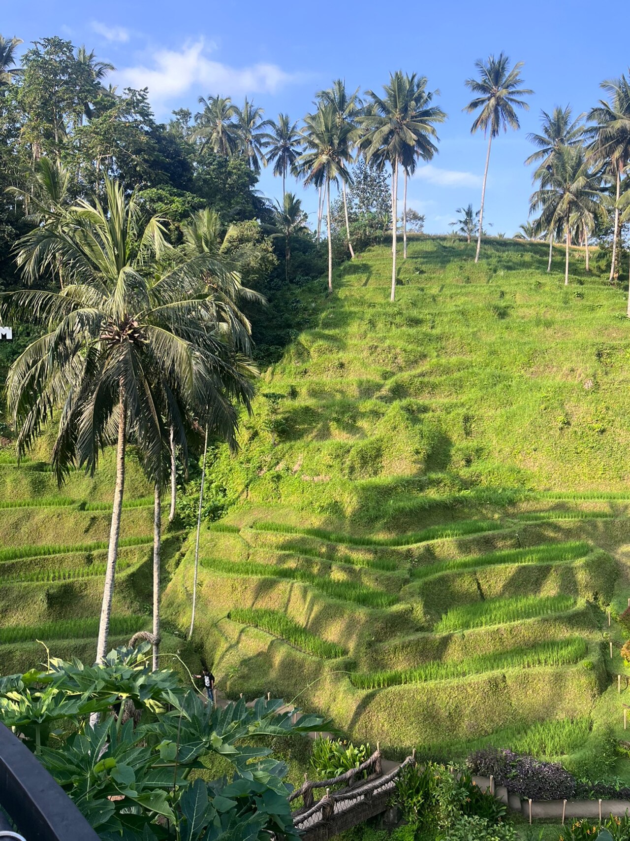 Ubud Tour